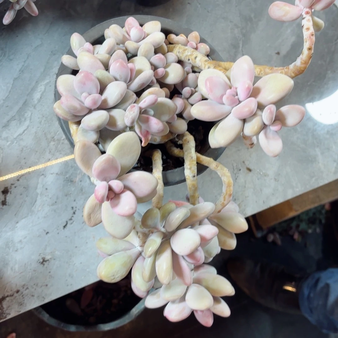 怡****姐桃蛋桃蛋88。