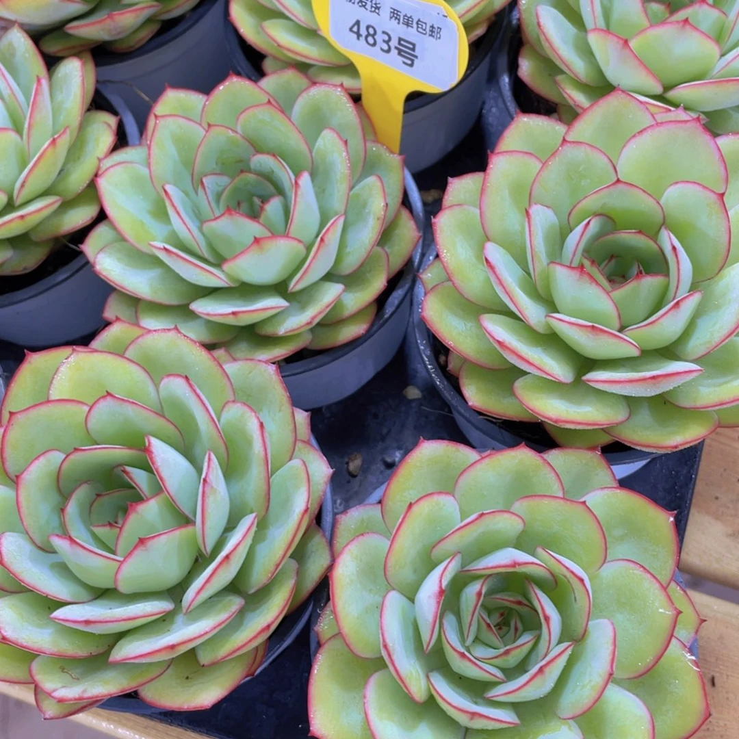 483号 宽叶冰透牡丹亭单头一个