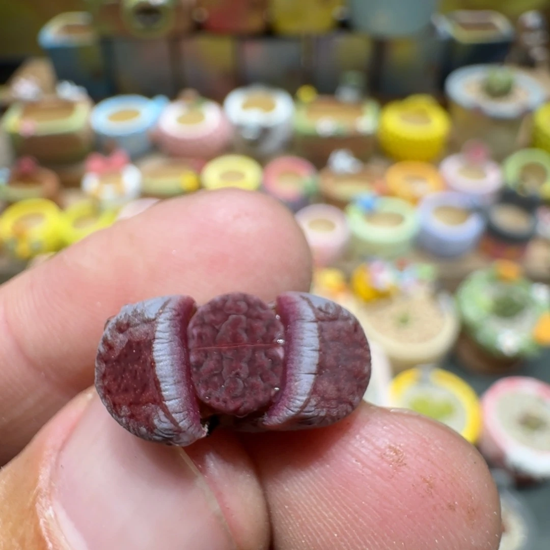 小***~蘑菇1196阿克塞尔玫瑰