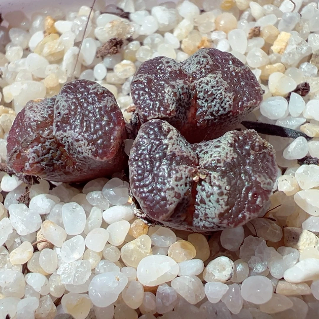 1019-115多肉多肉大窗蝴蝶