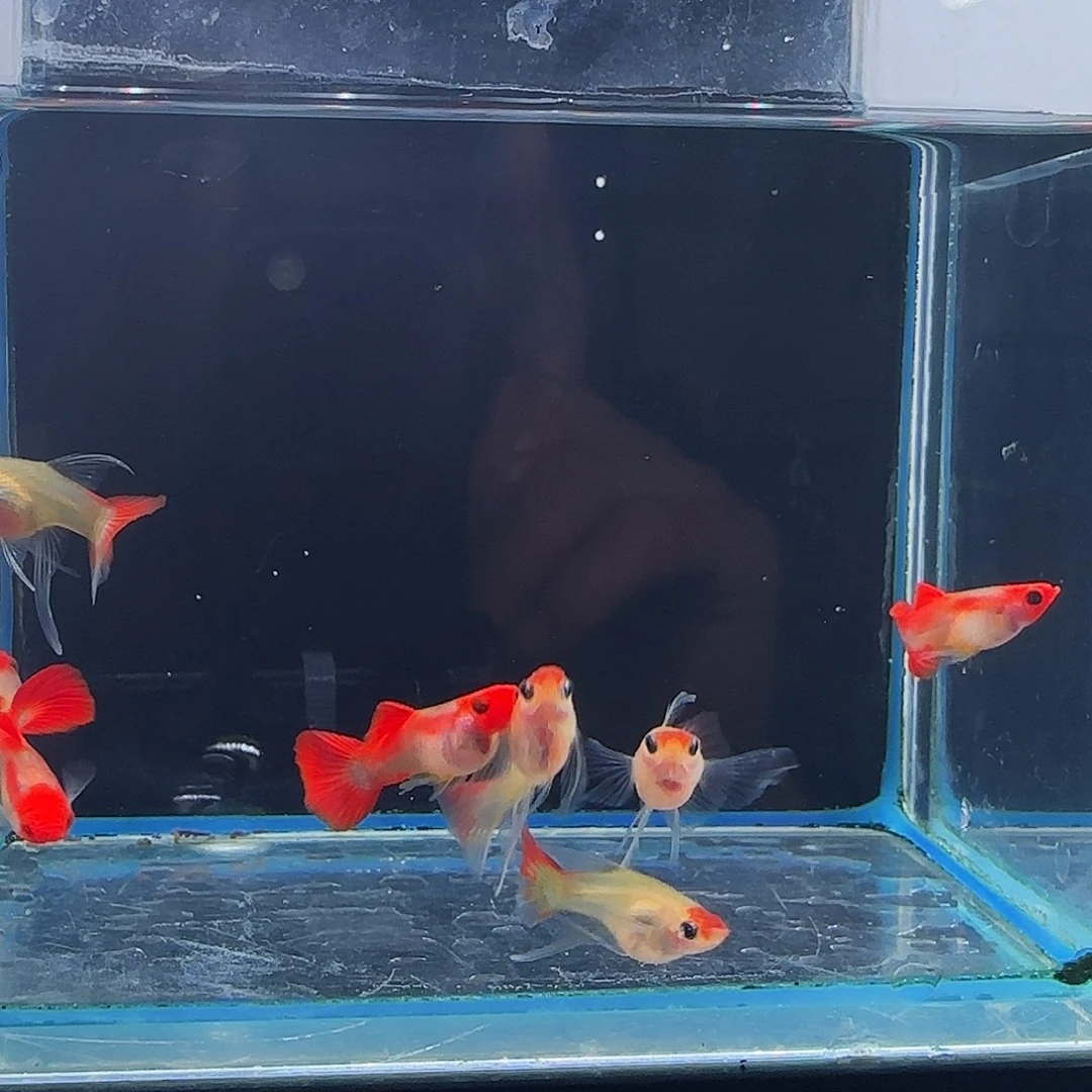 孔雀鱼红头玻璃猫大C 4对