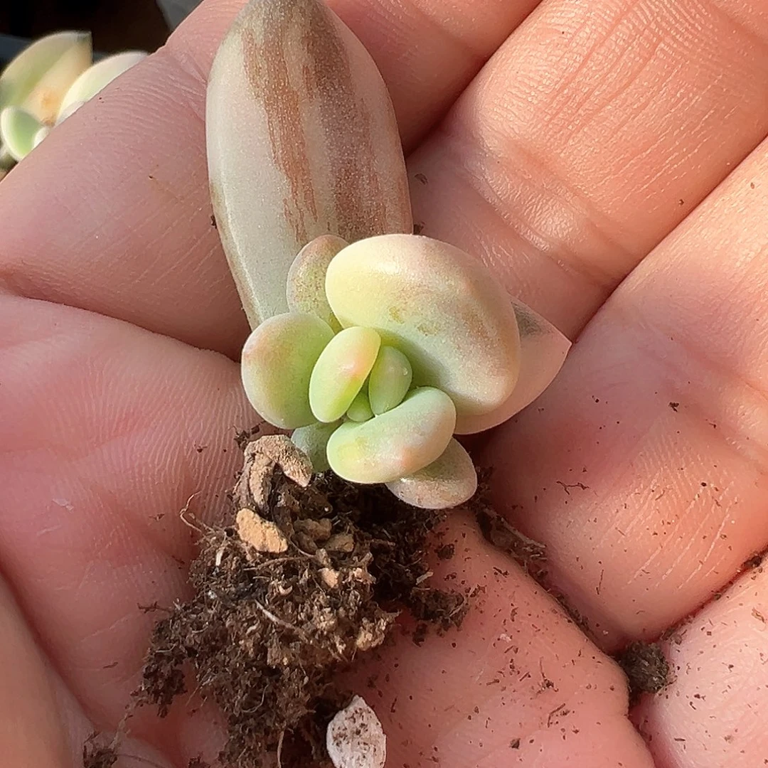 紫丽殿锦 小方花圃一物一拍
