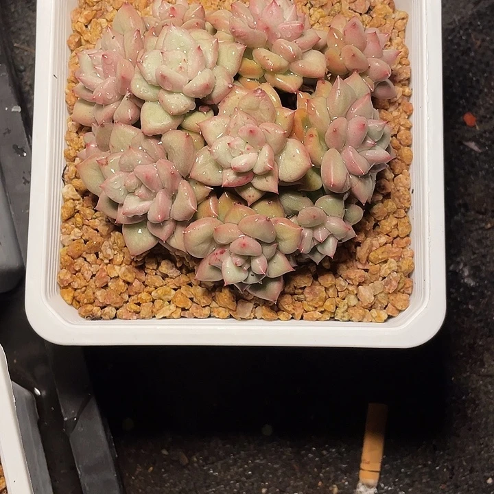 张***张多肉植物寄养象牙