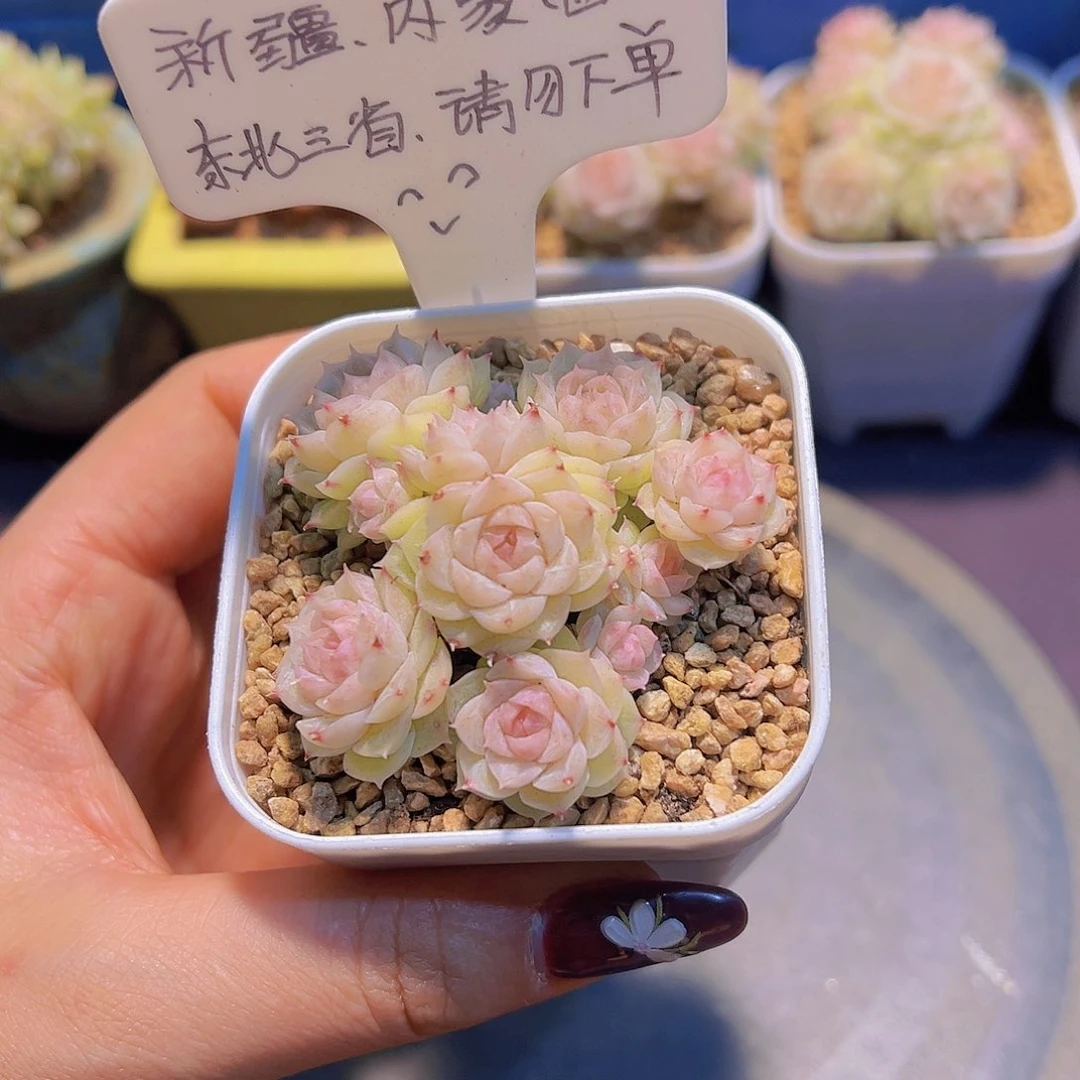 灵犀珍妮，带盆发货，