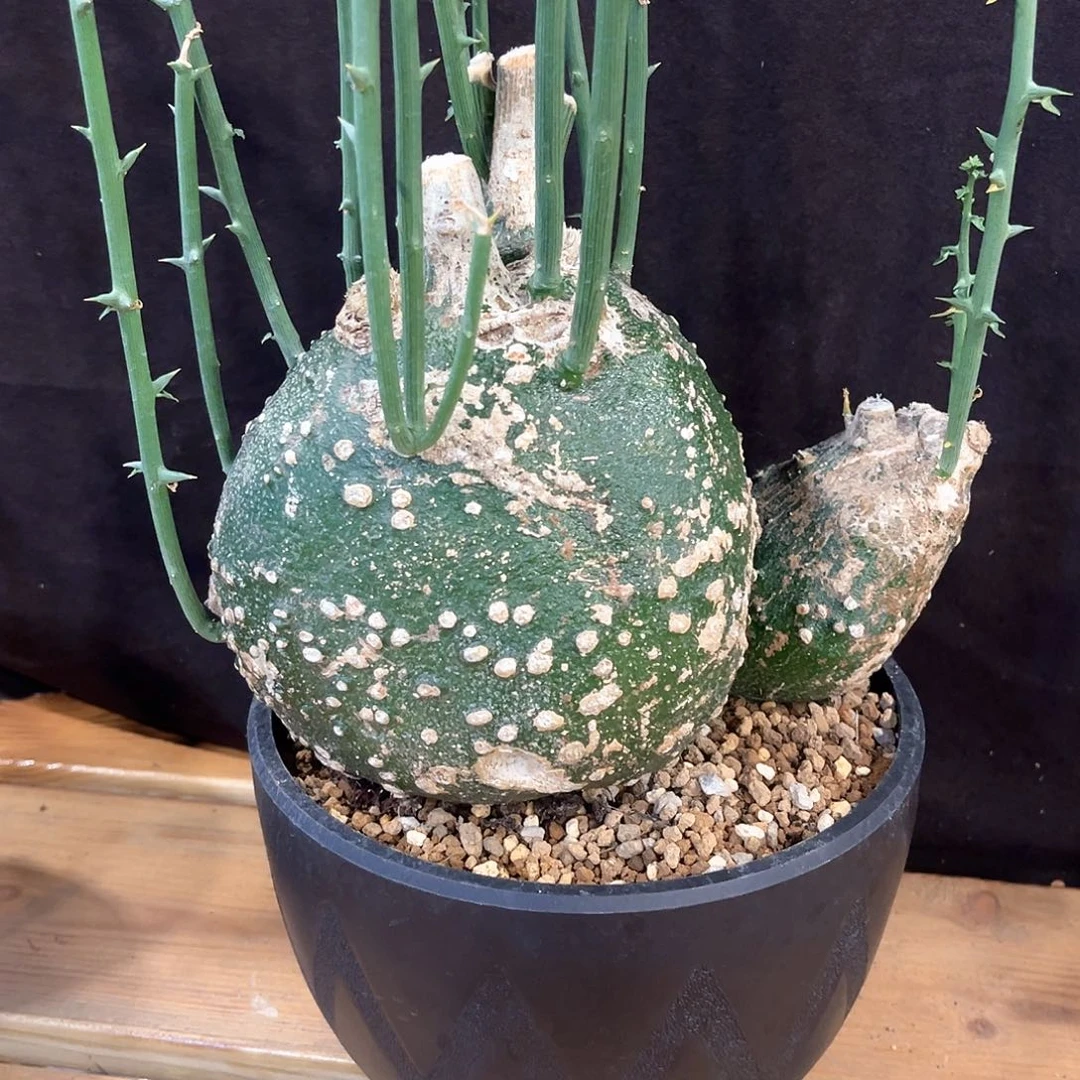 潮流植物 球腺蔓 双头