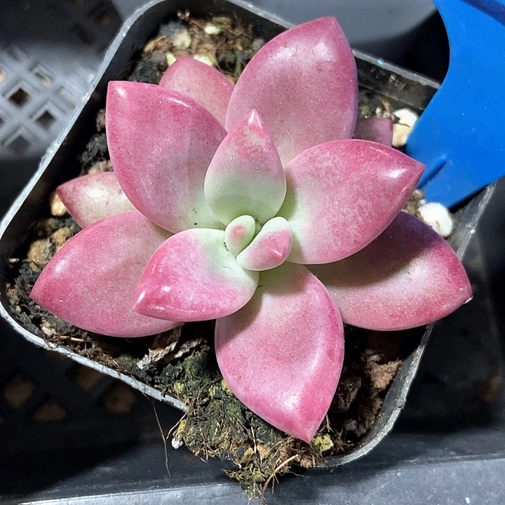 多肉植物2022多肉