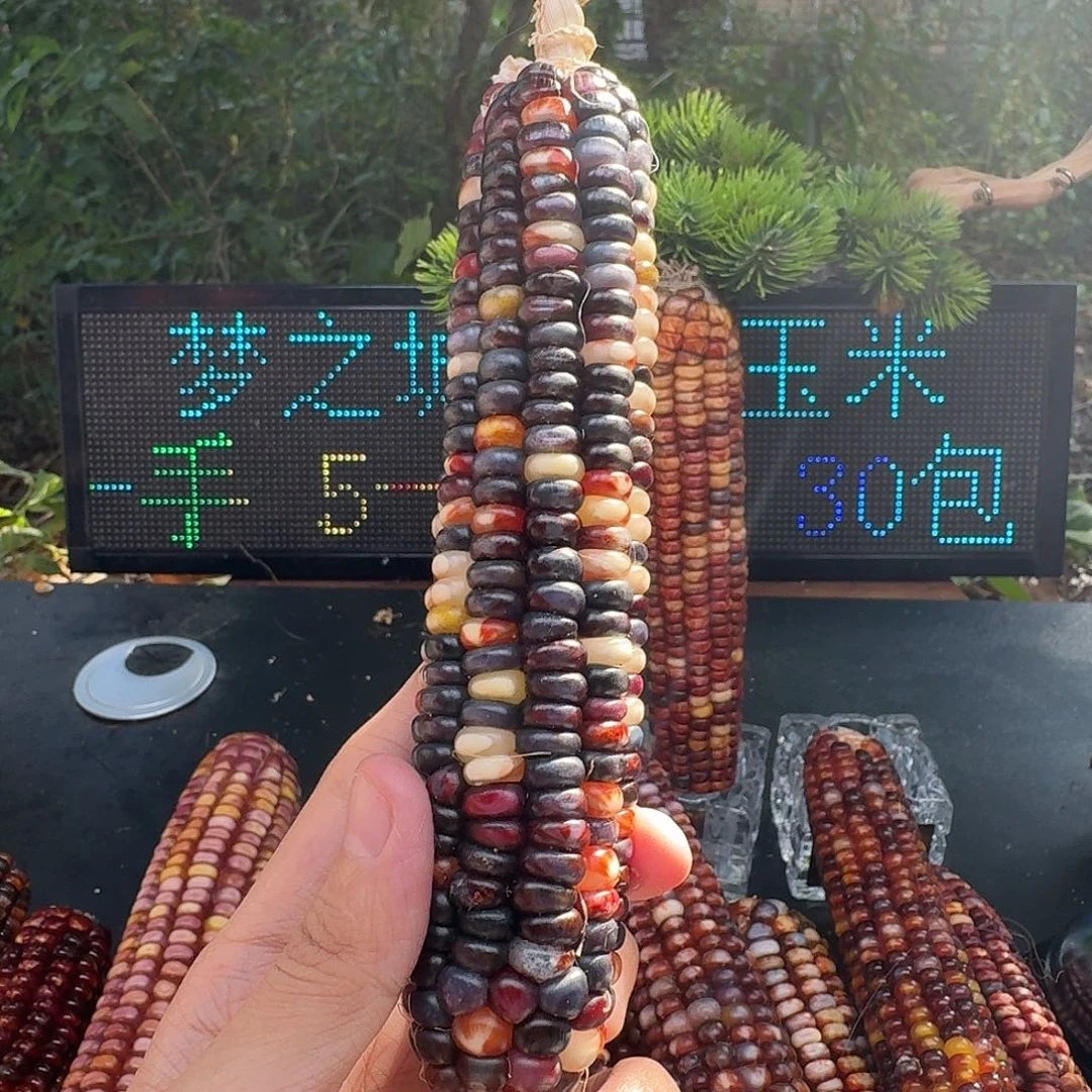 三***三大叶紫檀（黑酸枝木类）