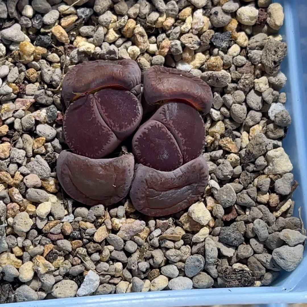 779双头母本酒红紫薰