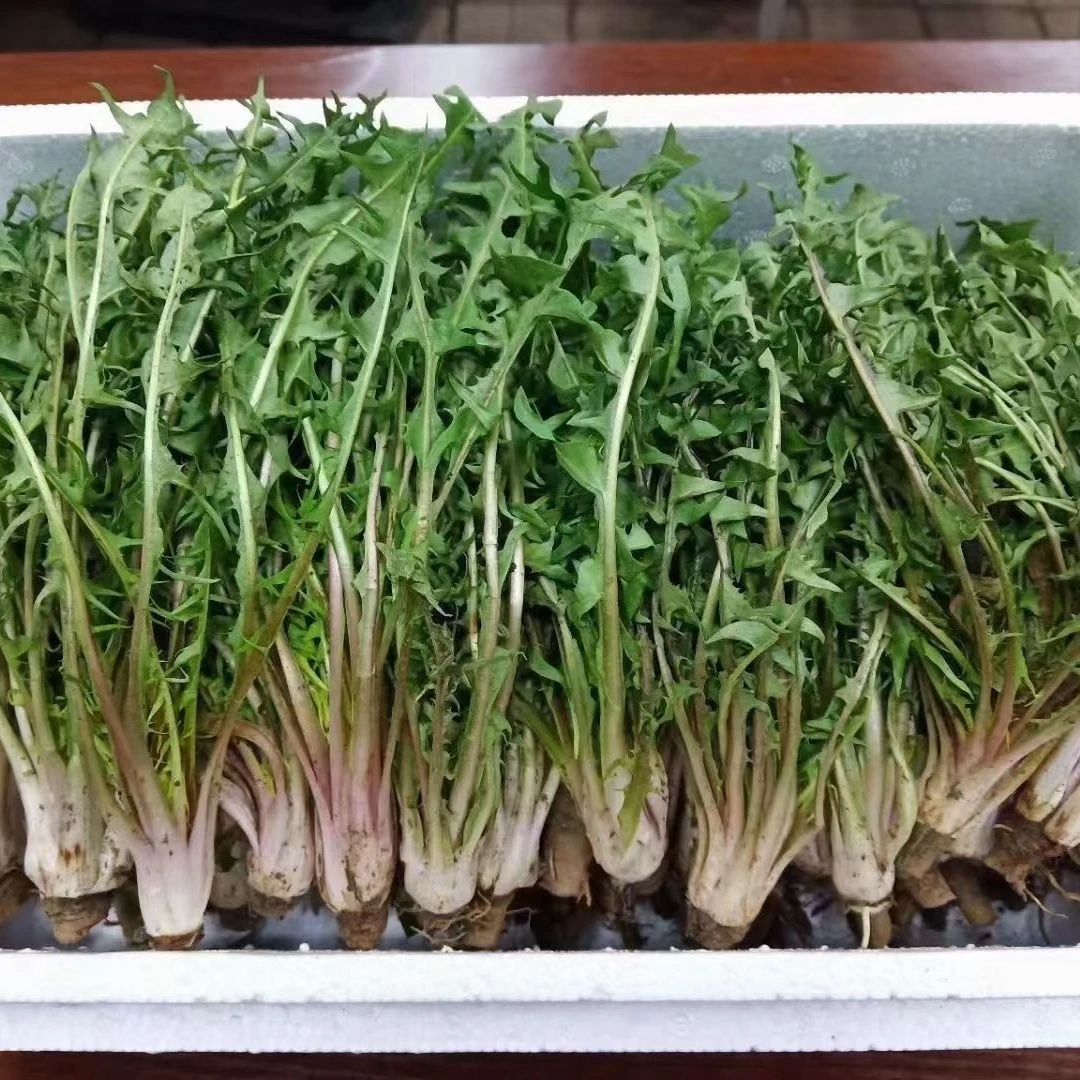 东北山野菜婆婆丁