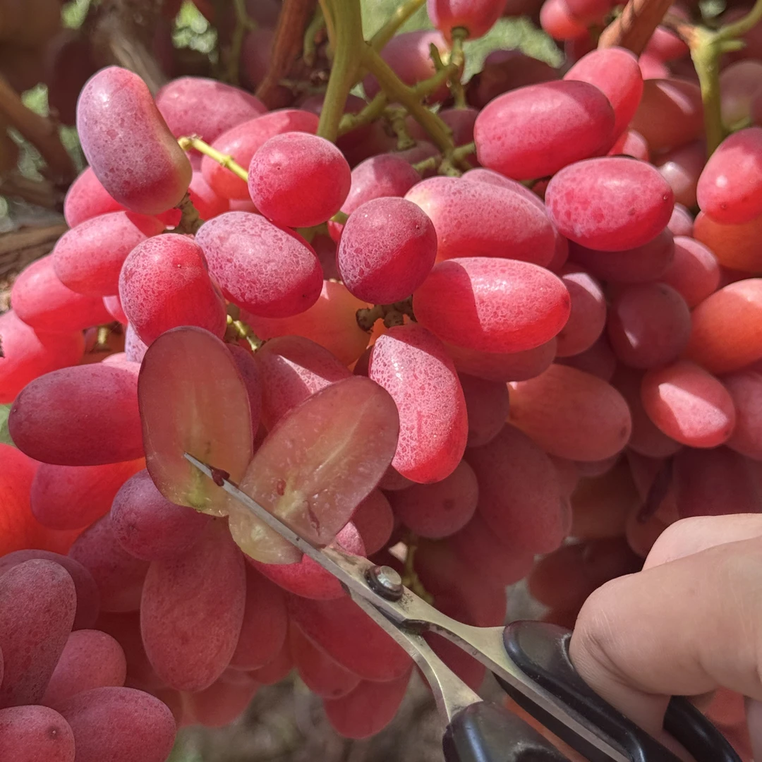 大凉山现摘现发新鲜水果脆甜无籽红提克伦生爆甜多汁应季水果