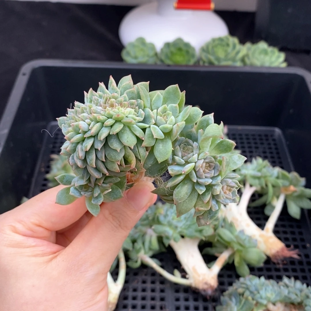 嫁接冰魄小树缀化