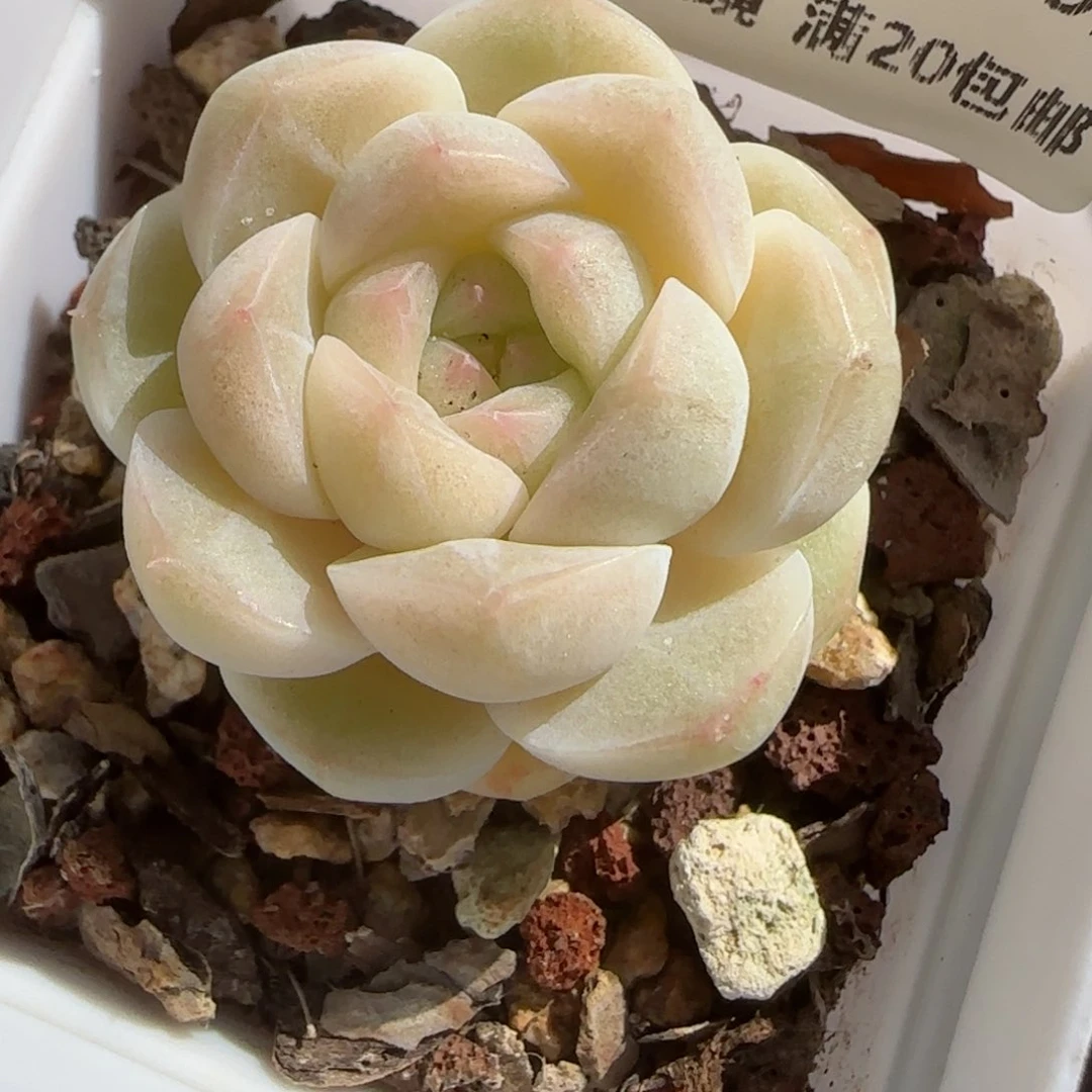 花语逸镜0118-153