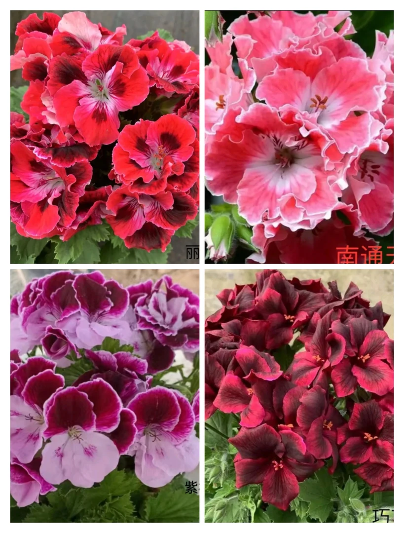 蝴蝶梅花卉盆栽好养耐热耐寒(收到花套盆养殖换盆无售后)