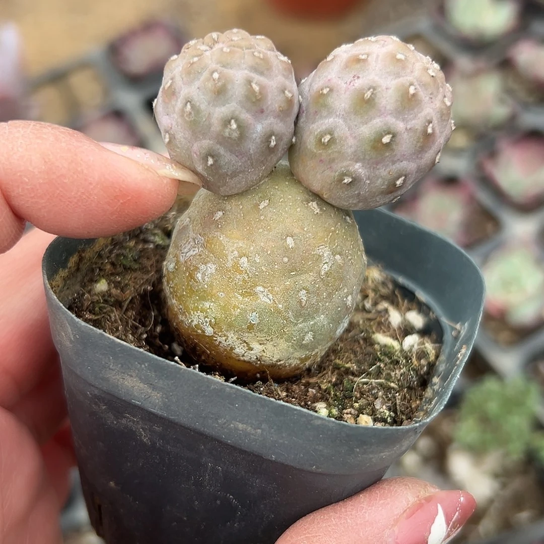 多肉植物习志野米奇