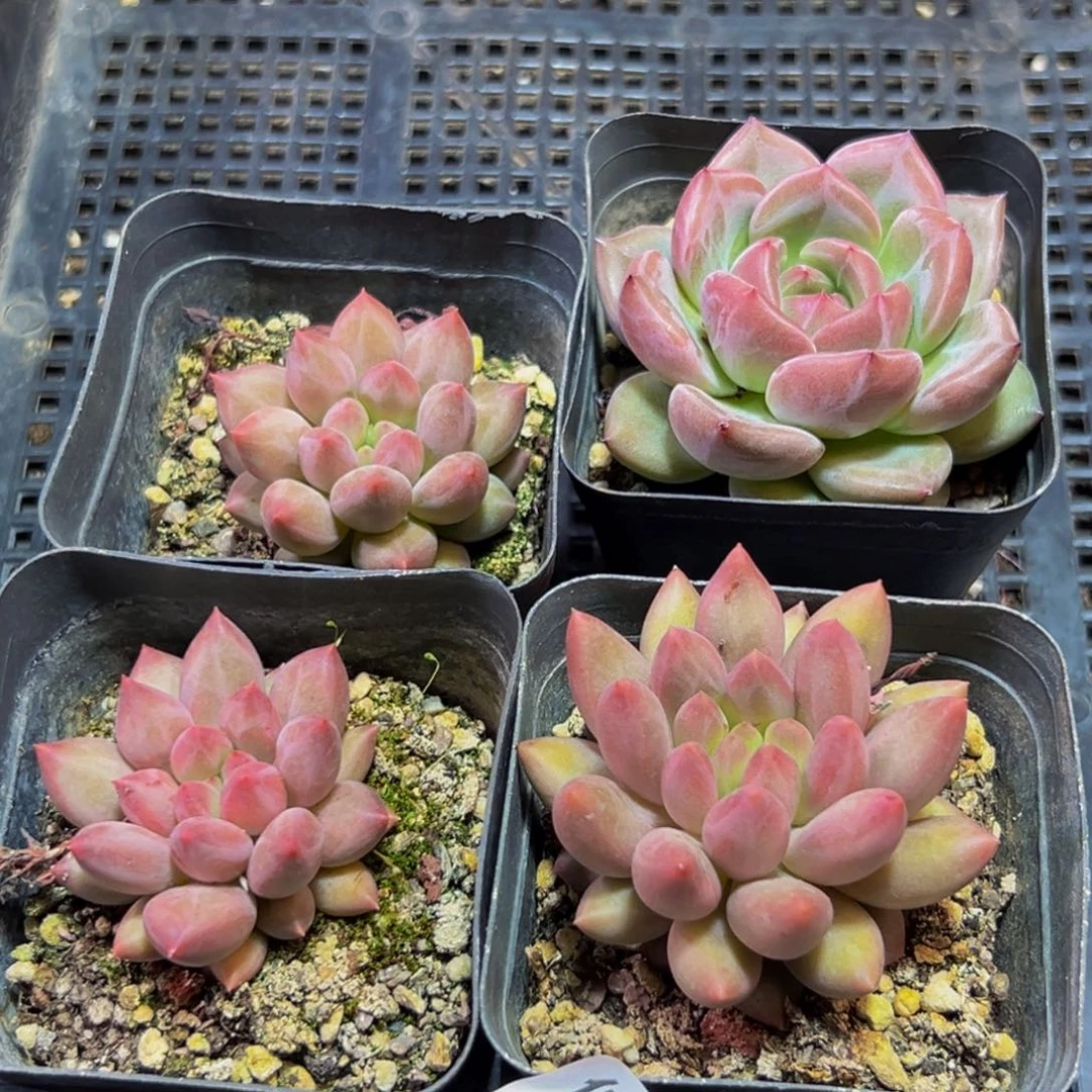 931多肉的小龙虾和一个