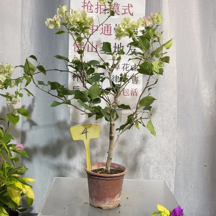 当前无花栽培后可以开花4绿樱