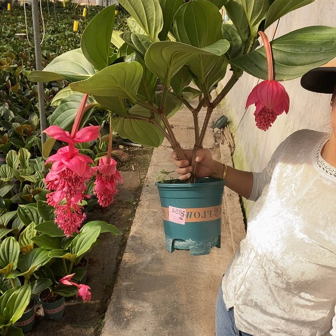 木本植物静****哥木本花卉854大花苞无售后