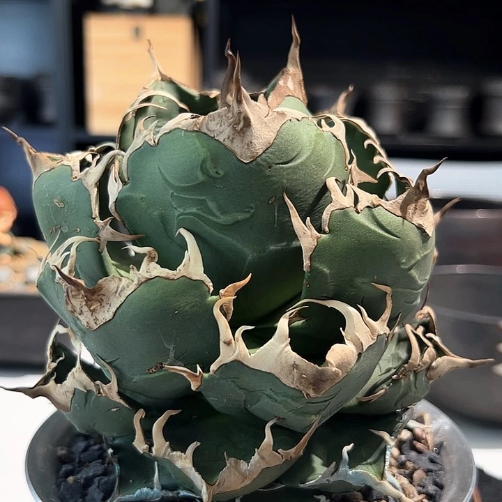 宗*魔丸不带盆娇娇娇娇娇娇娇娇家