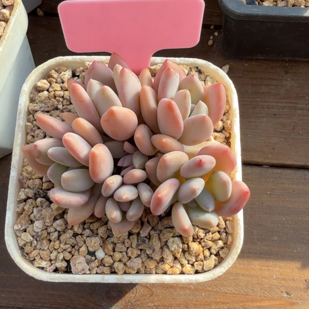 珍舞奶酪66666666666