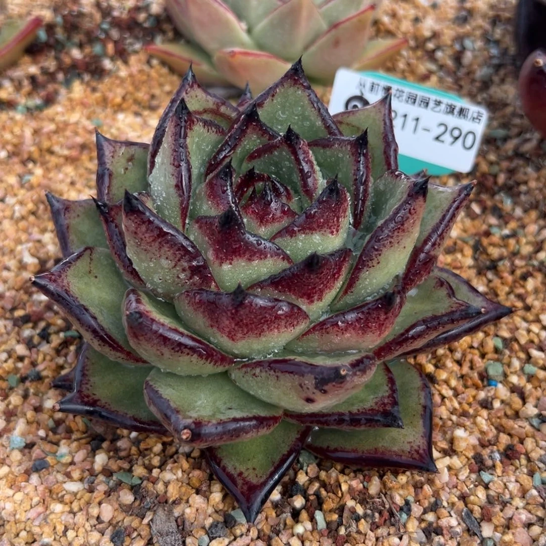 多肉精选一物一拍0211-290