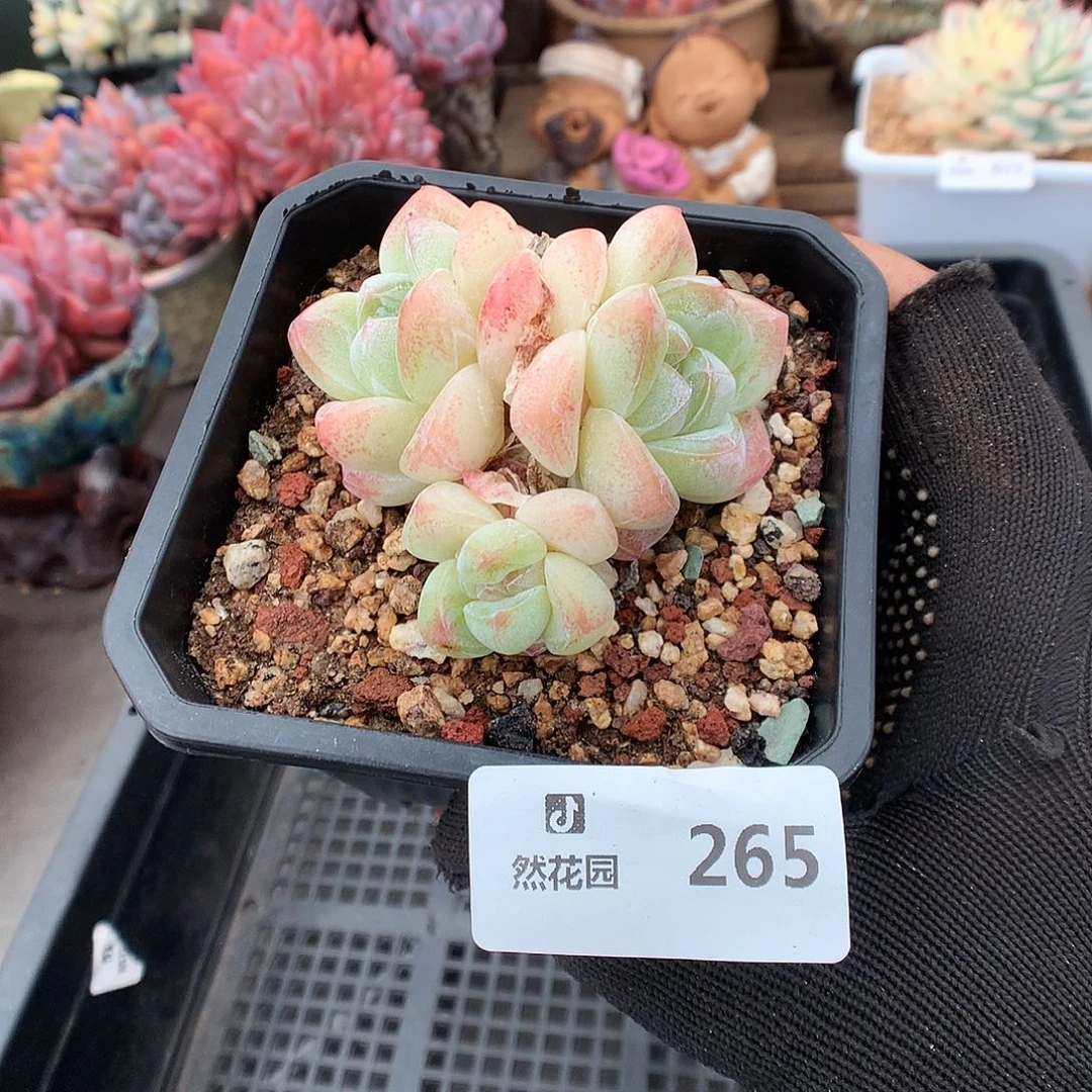 265冰玉多肉植物66666