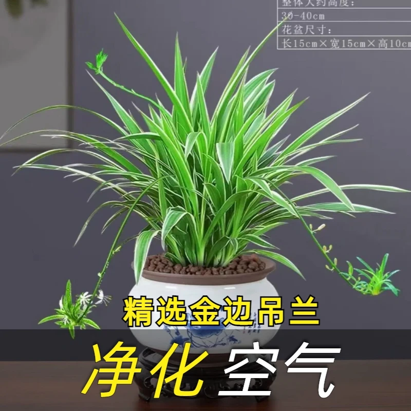 【金边吊兰】盆栽花卉植物室内阳台净化空气去甲醛开花大盆重瓣吊兰
