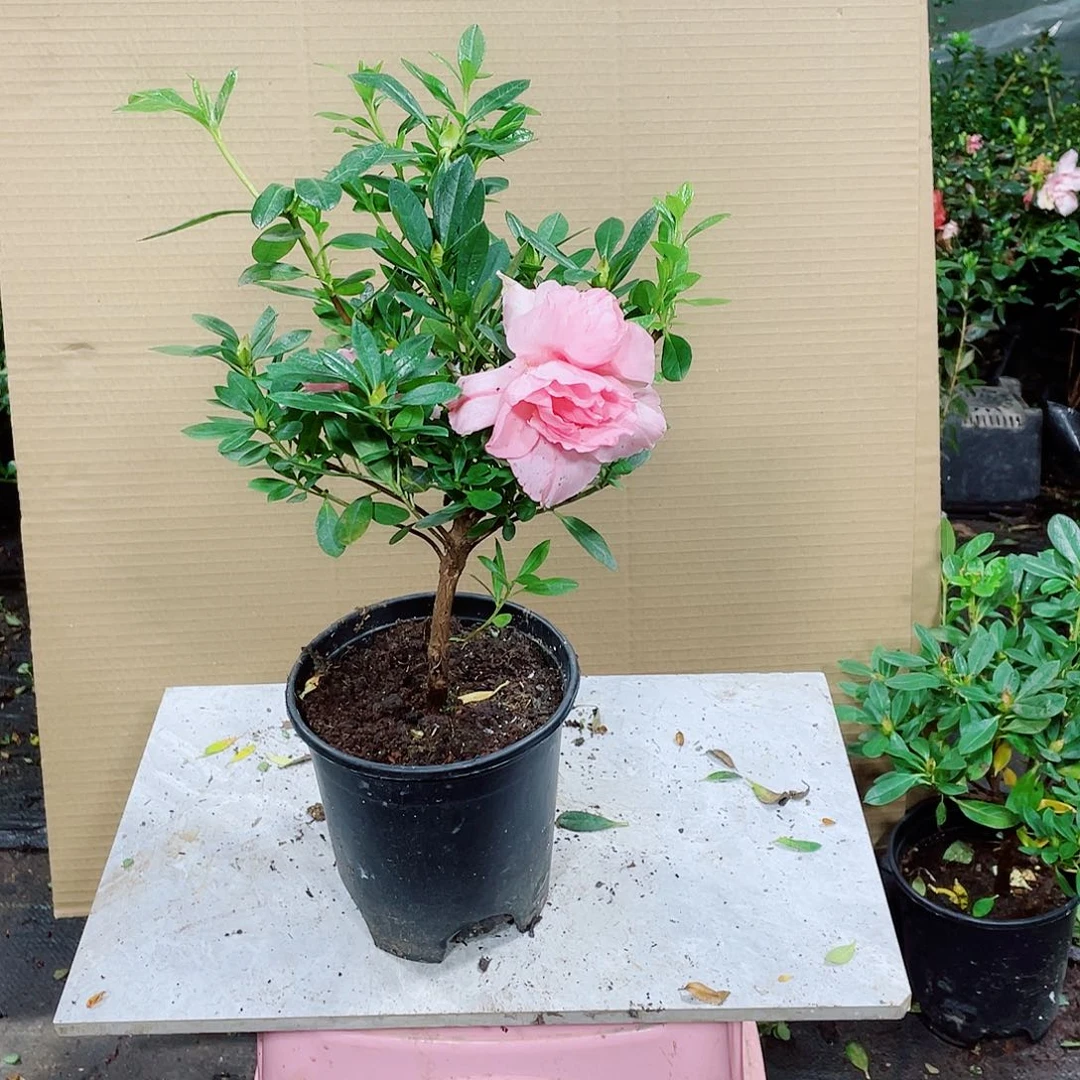 凉***爽完全开放桃梅锦杜鹃