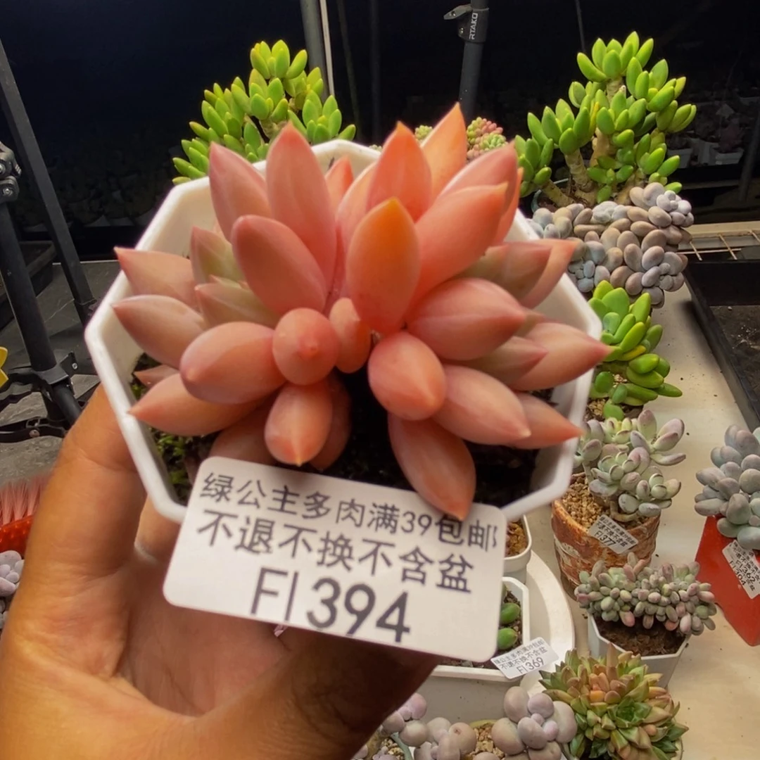 394车厘子多肉5cm