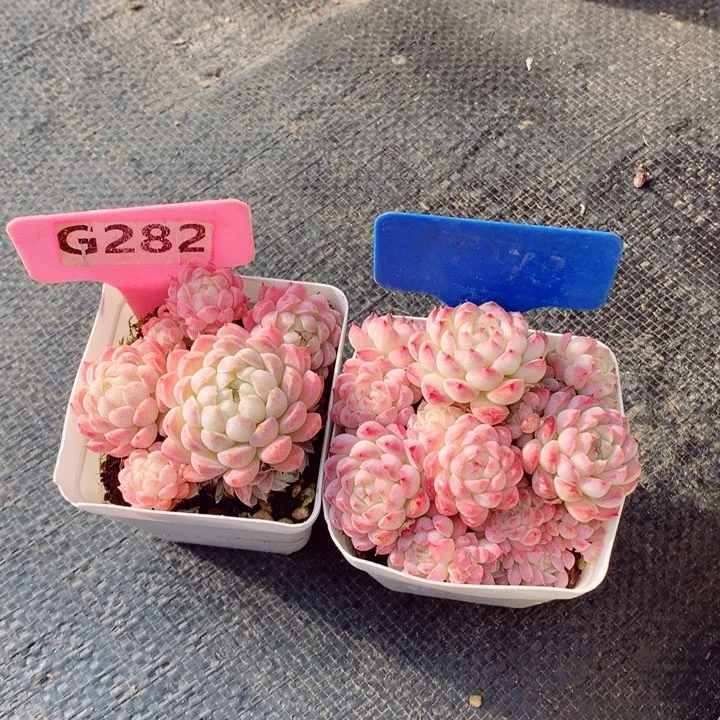 s****e羊脂球两颗7cm不包整群