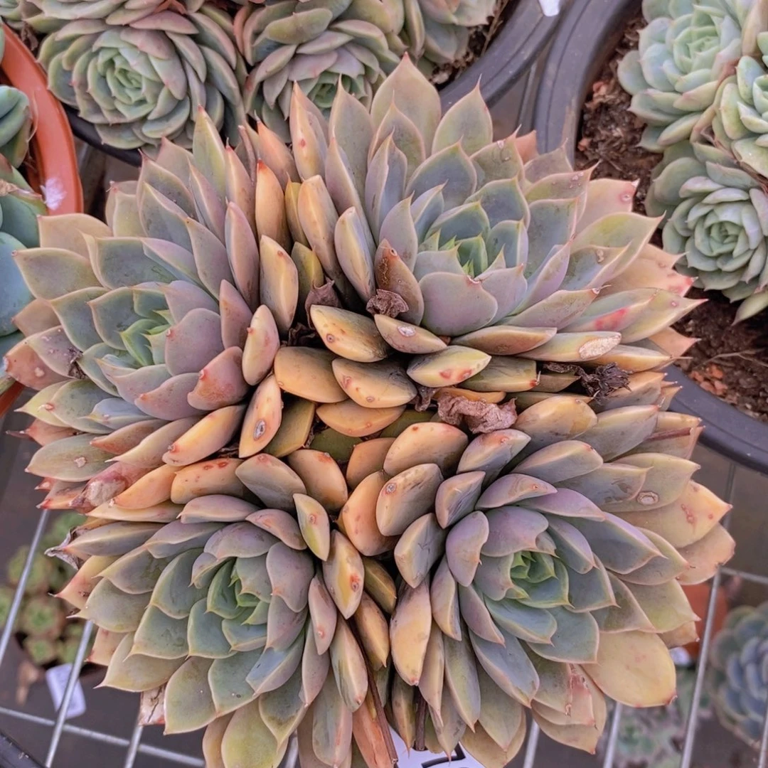 9768玫瑰夫人一物一拍