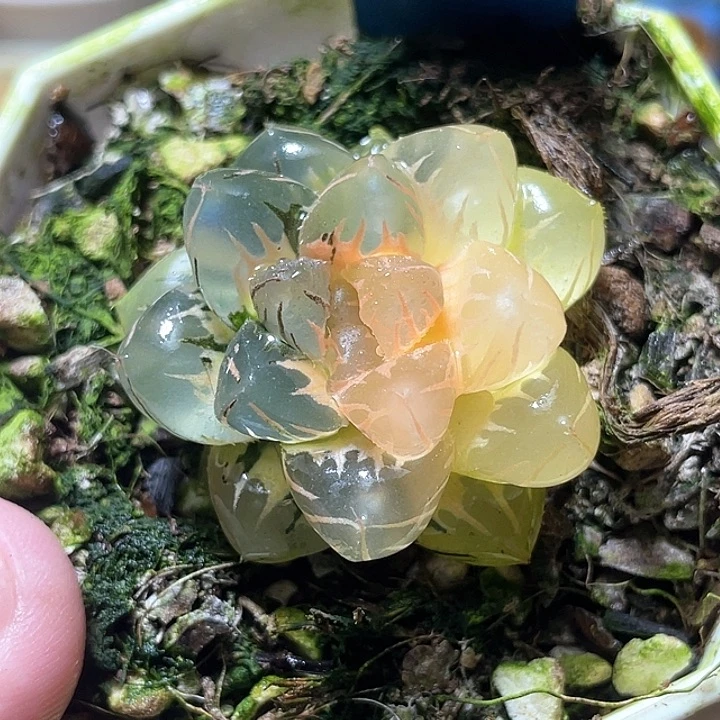 572水中月锦特选福利