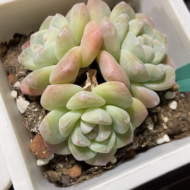 多肉植物冰玉221多肉