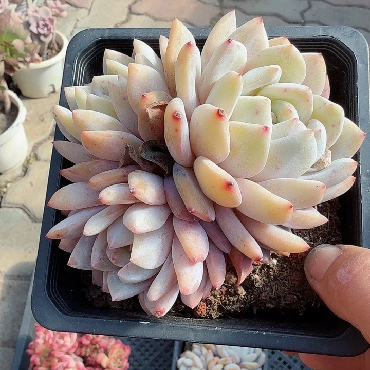 三头成梦露多肉植物