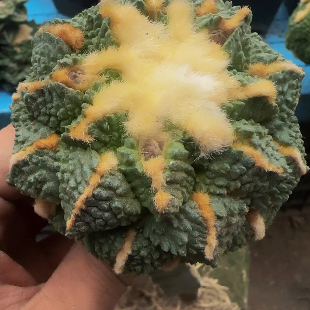 龟甲连山314仙人球开花