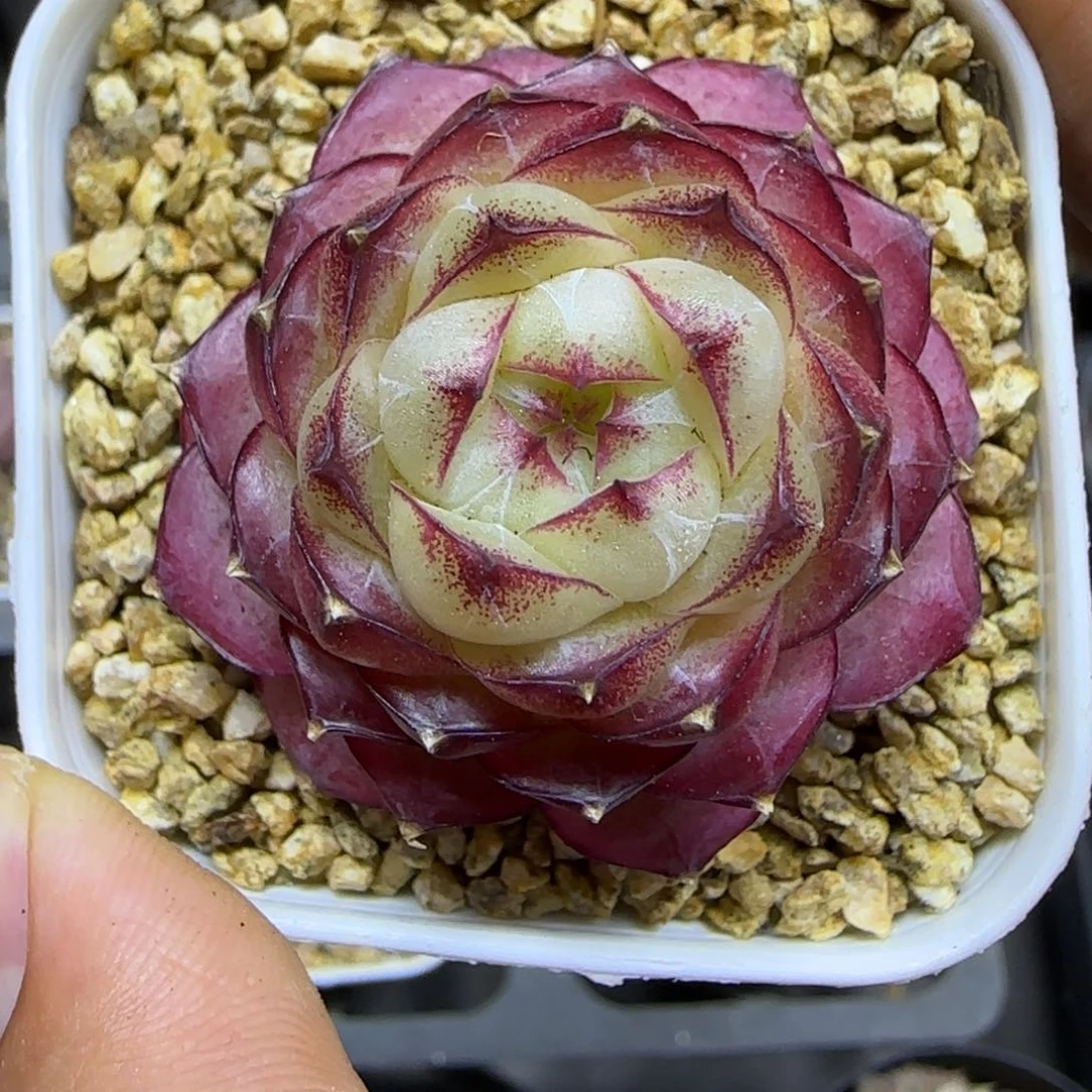 一物一拍女王珍妮11240