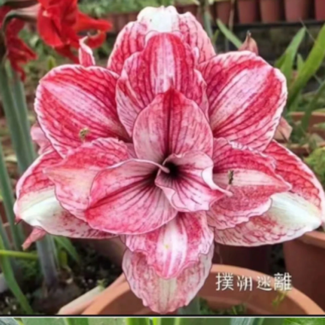 扑朔迷离  经典朱顶红