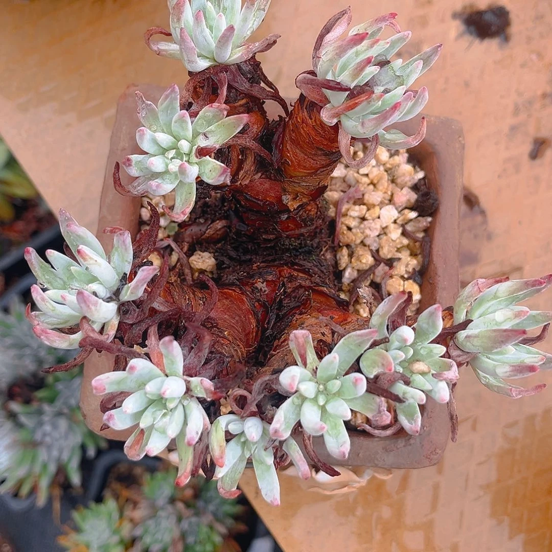 文森特老桩多头不售后