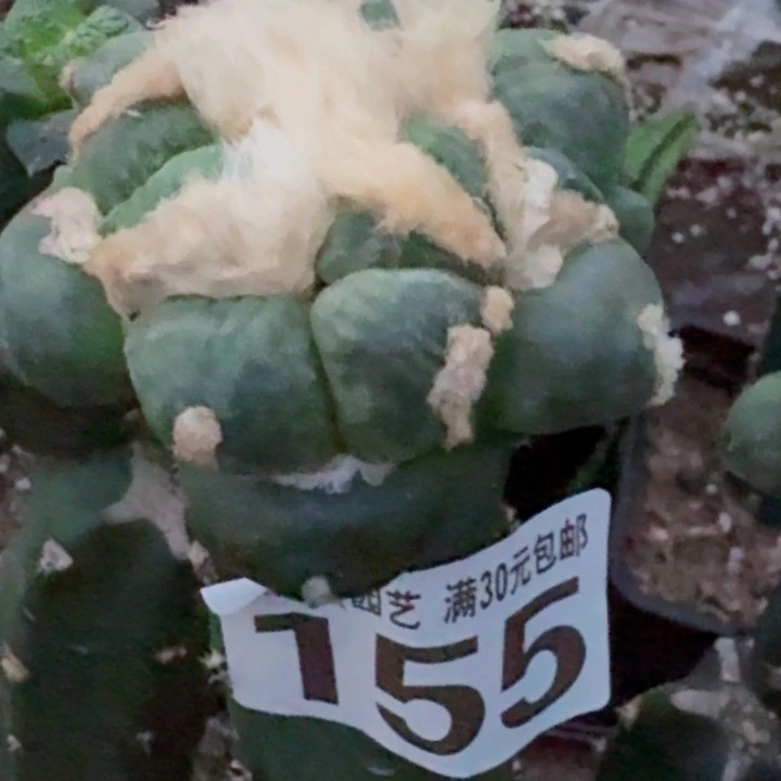 小***椒无花朵福利苗接蛋尤155