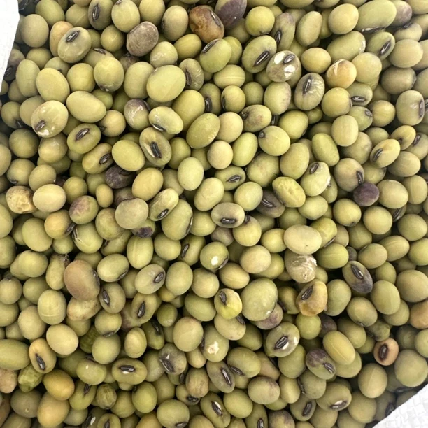 古昌-【青豆豆】2斤