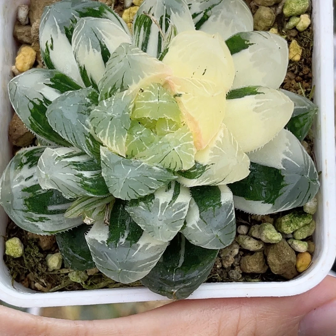 23极上斑碧玺玉露锦福利专场