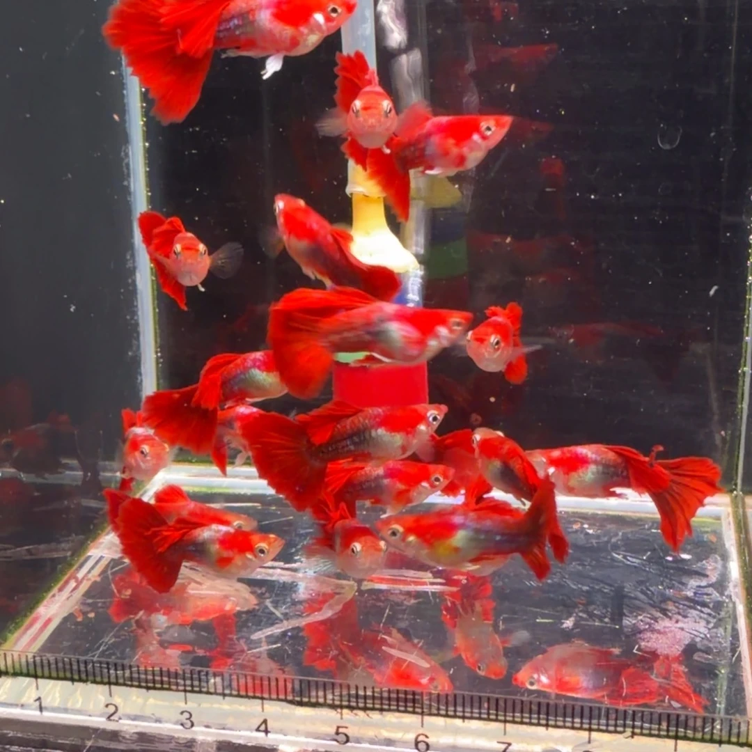 孔雀鱼黄豹球公20条公