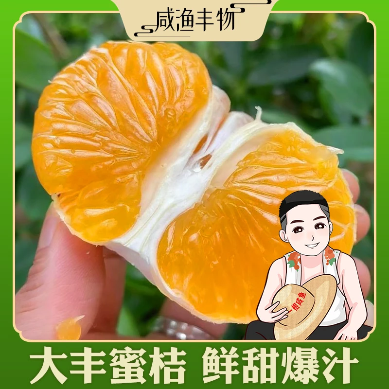 【海岛大丰桔子】新鲜橘子青皮蜜桔皮薄多汁酸甜爽口现摘现发无籽