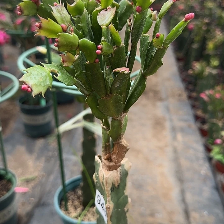 946嫁接蟹爪兰：贵族红