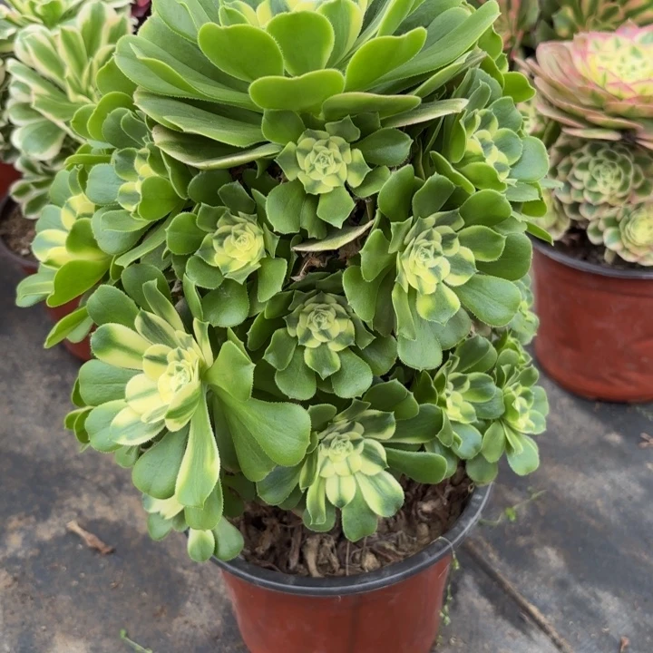 瑞妈，，。。。。。450辛尼亚