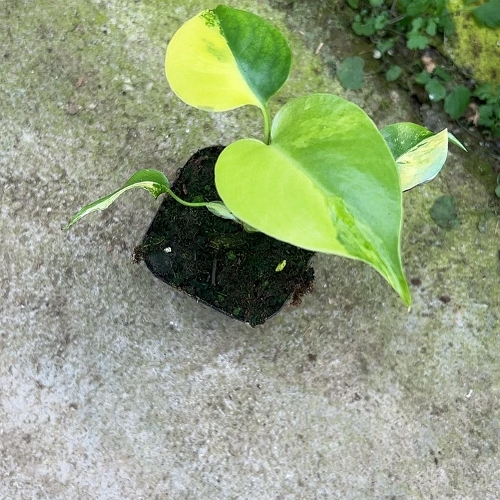 淘***阳完全开放阴阳段黄小苗