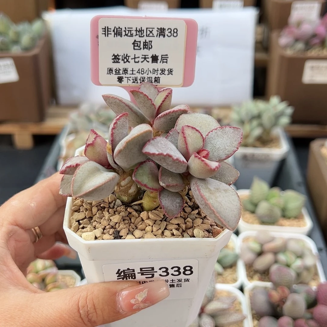 338金牛座多肉植物