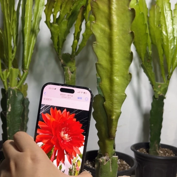 当前无花栽培后可以开花474