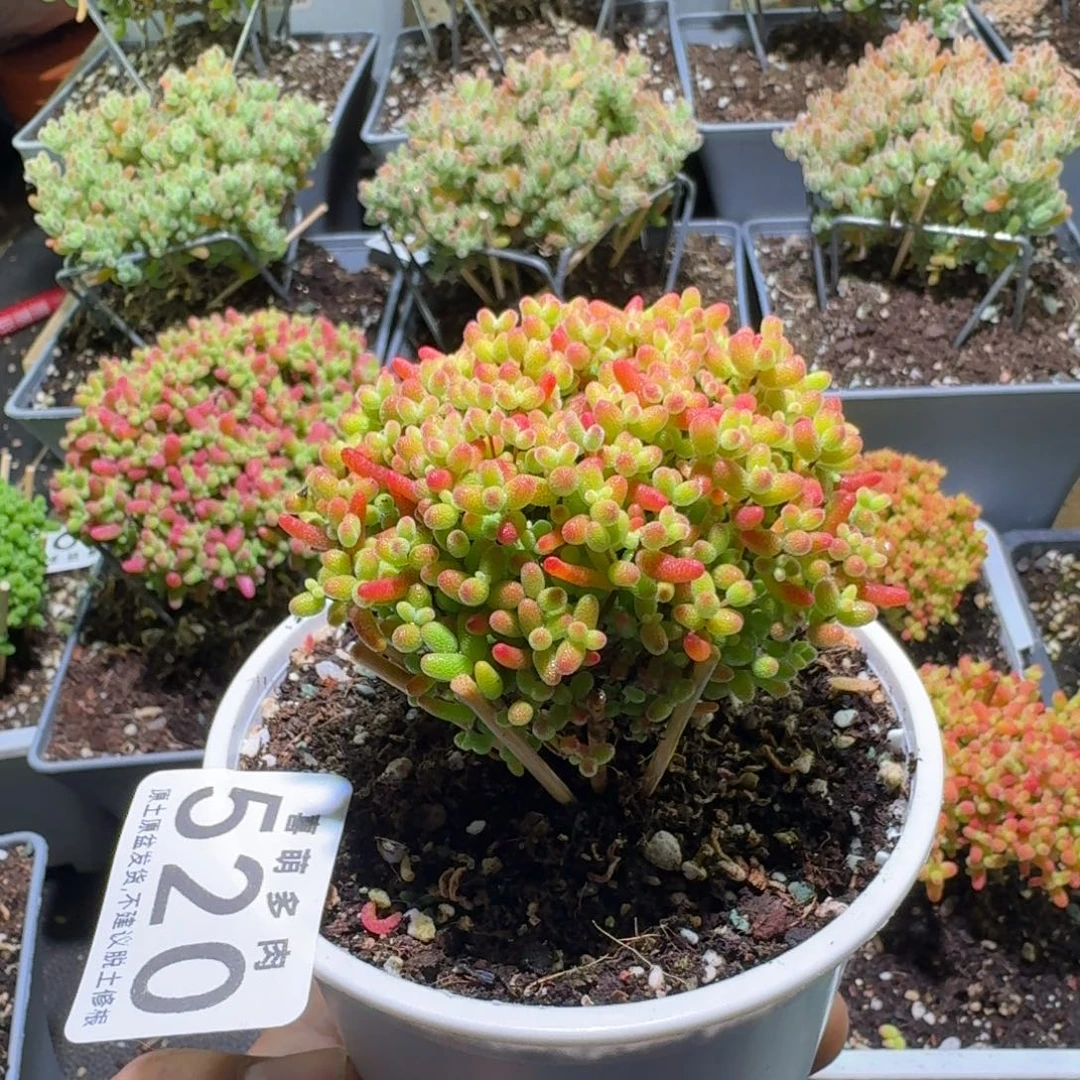 枝干番杏蜜桔糖球520