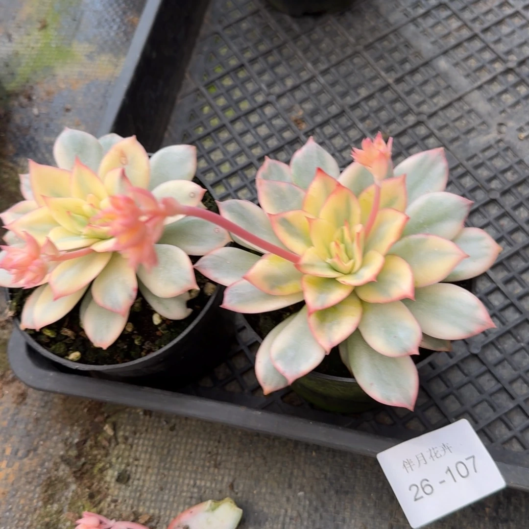 月光女神锦量拍29-93