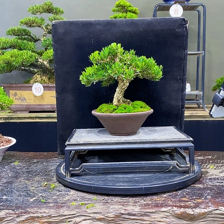 C***e无花朵黄杨盆景四季常青